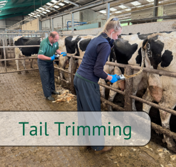 tail trimming website cover