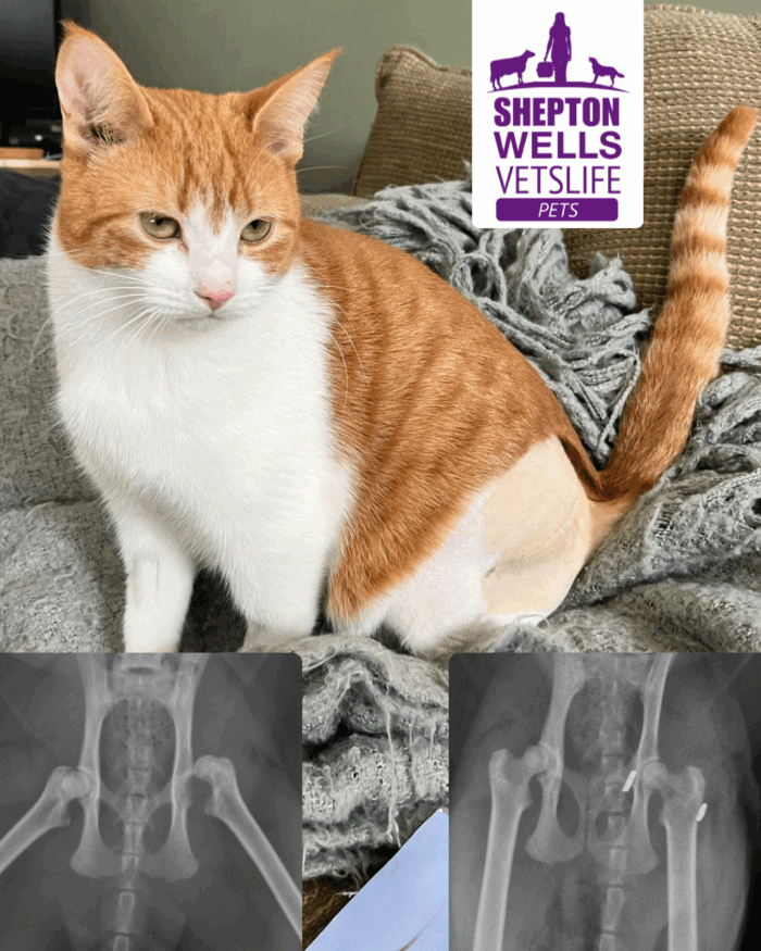 A Curious Cat and a Dislocated Hip: Bosco’s Road to Recovery