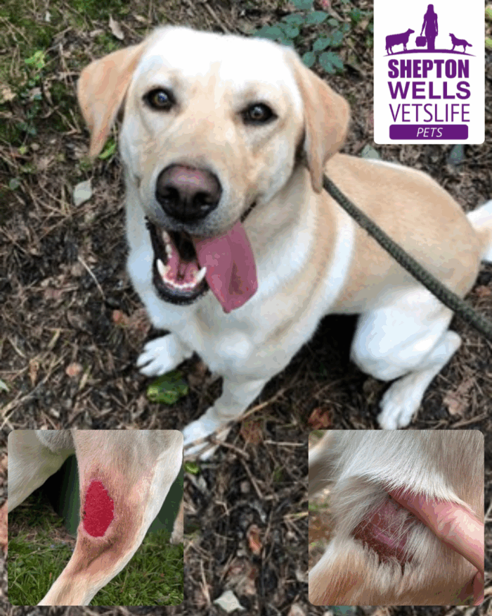 Reggie’s Wound Healing Saga