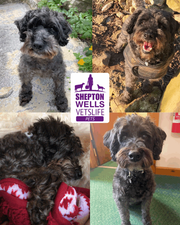 Crikey, That’s A Poorly Dog!