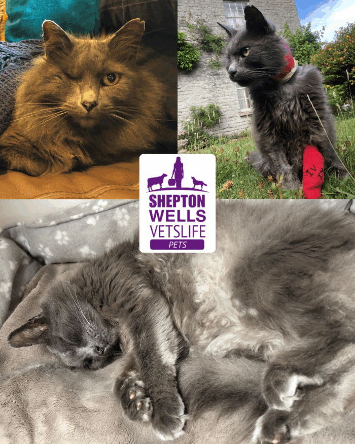 Uncovering the Cause: Novak’s Unexpected Abdominal Infection