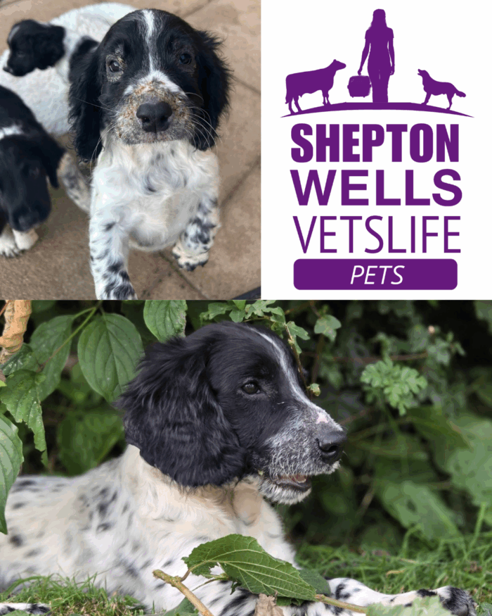 Ralph’s Rough Start: A Case of Juvenile Cellulitis