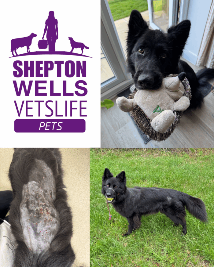 Beta’s Baffling Week: Fever, Thirst, and a Patchy Haircut