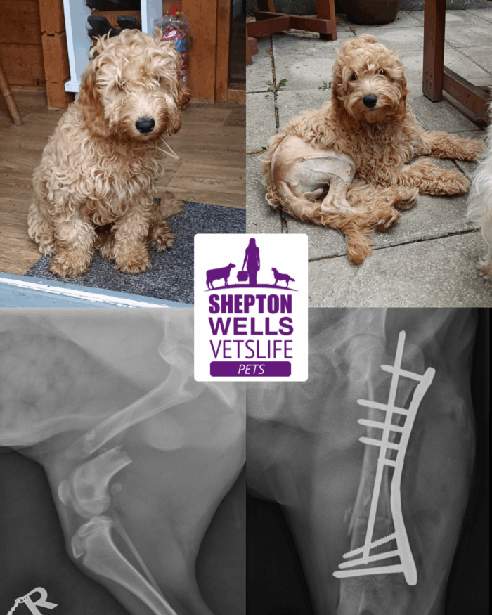 From Rescue to Recovery: Waffle’s Journey to Healing