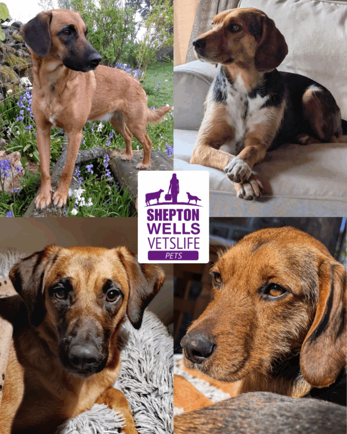 Brucella Canis and Imported Dogs: Why Responsible Testing Matters