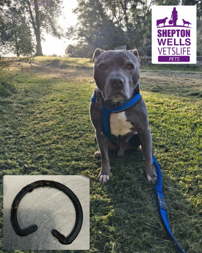 From Sick to Celebrating: How Roco Made It to His 14th Birthday