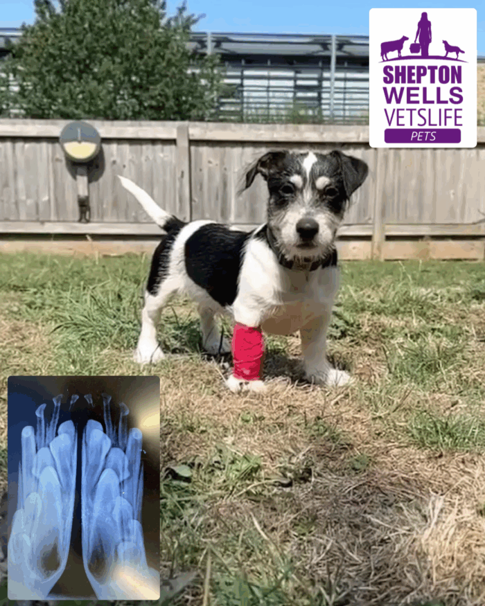 Teething Troubles: Why Your Puppy’s Teeth Might Need a Vet’s Help