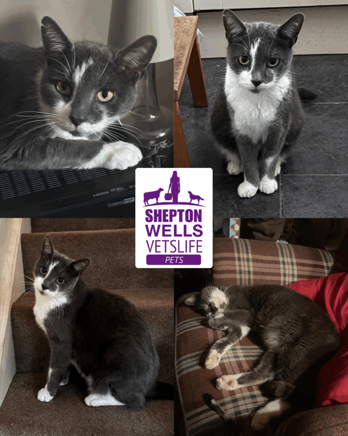 Sox the Cat: From Cystitis to Surgery – A Tale of Nine Lives and Dedication