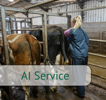 Copy of Copy of Untitled Design