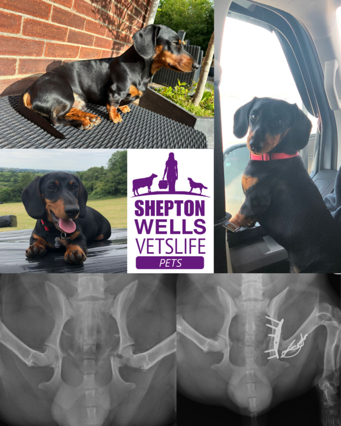 Curiosity, Collision, Comeback: Dozer the Dachshund’s Orthopaedic Journey
