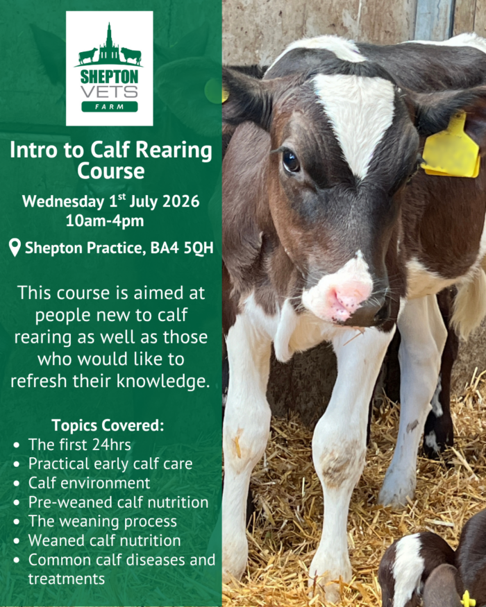 1st July – Intro to Calf Rearing Course