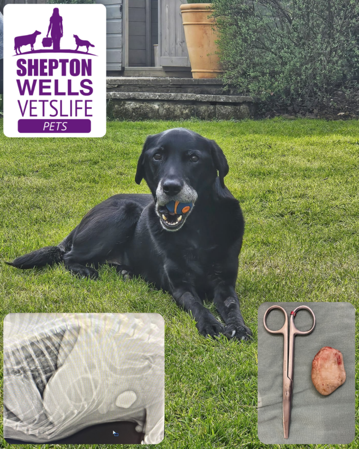 A Rocky Ride: Bumble Bee’s Journey to Emergency Surgery