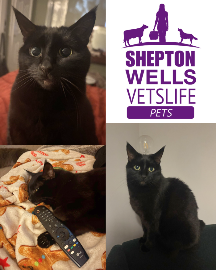 Not Just a Hairball: Ellie’s Journey with Feline Asthma and Bronchitis