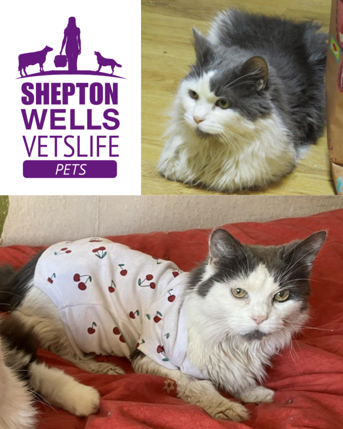 One Cat, Three Conditions: Merry’s Story