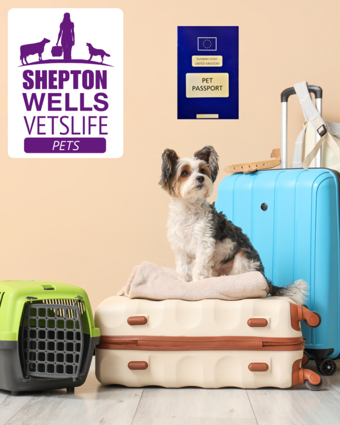 Changes to EU Pet Travel: Guidance for UK Pet Owners