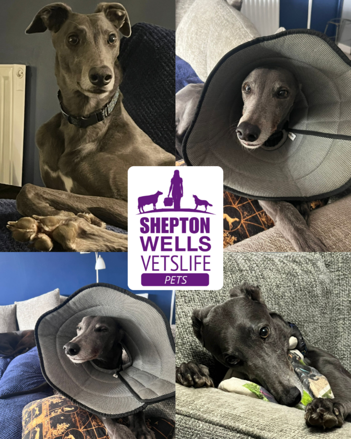 When a Routine Case Isn’t Routine: Raffles the Greyhound’s Story