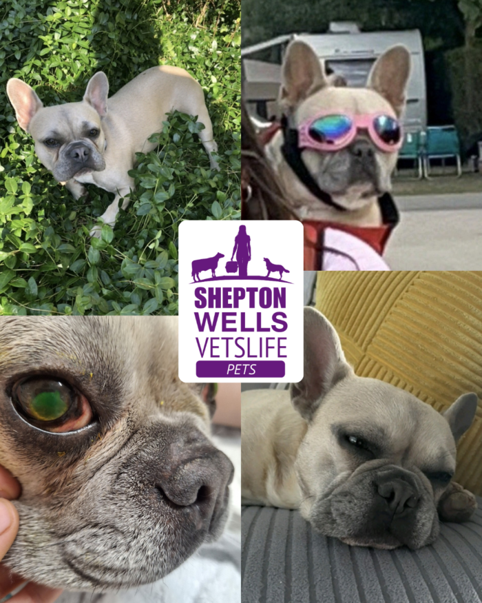 When Eye Injuries Refuse to Heal: Fudge’s Story