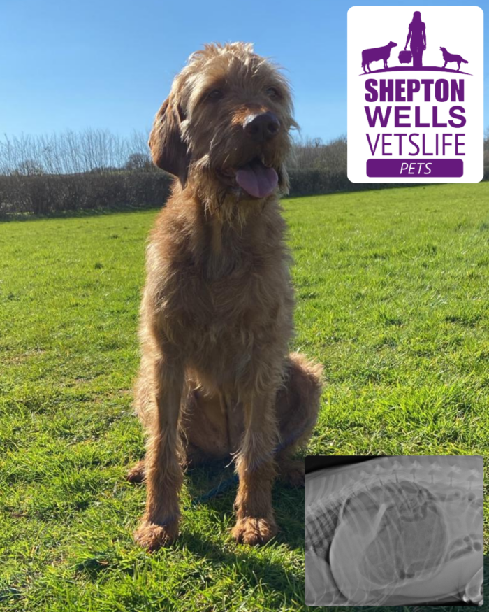 Rapid Response to GDV: Maisie’s Emergency Case