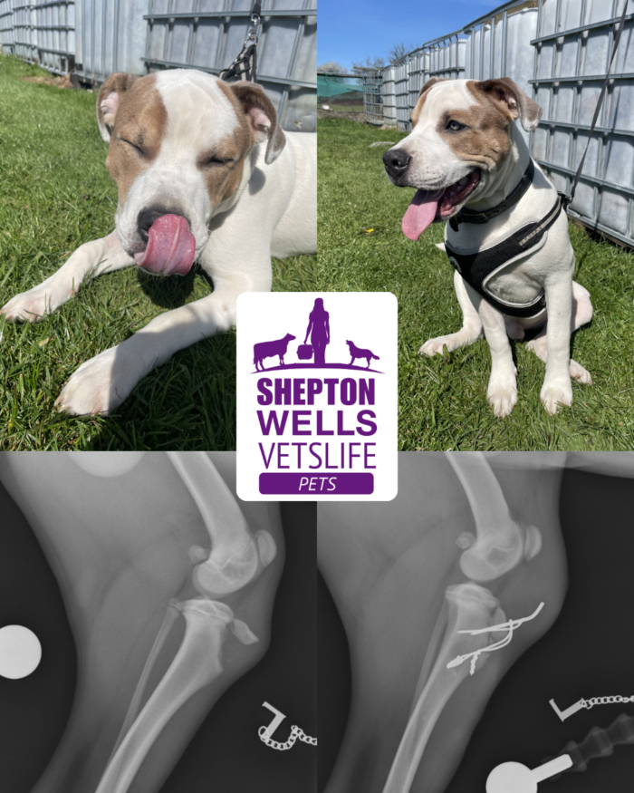 Pins, Patience and Puppy Energy: Goose’s Road to Recovery