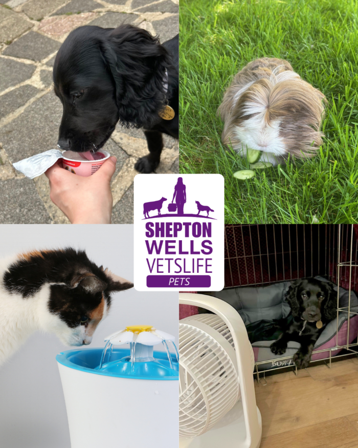 Keeping Pets Safe in Hot Weather: Recognising and Preventing Heatstroke