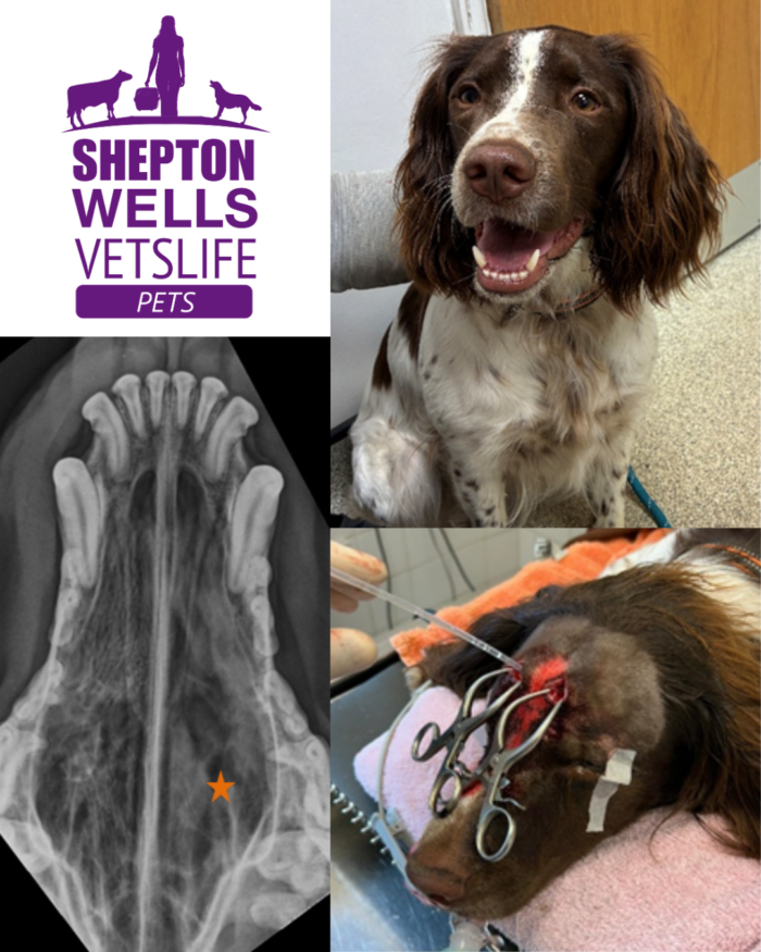 More Than a Snotty Nose: Poppy’s Story