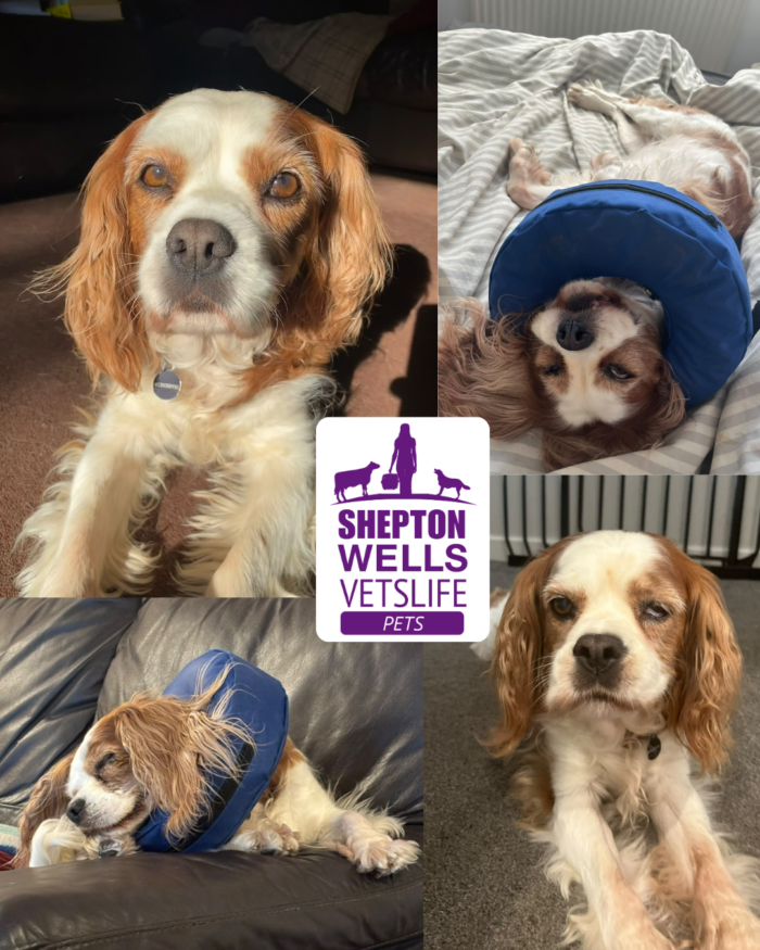 Dogzilla’s Eye Ulcer: When a Tiny Eyelid Growth Became a Big Problem