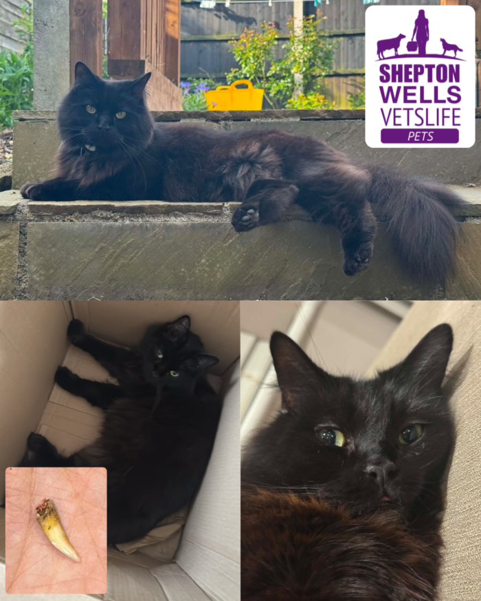 Oscar’s Dental Journey: A Happy Ending for a Sore Smile