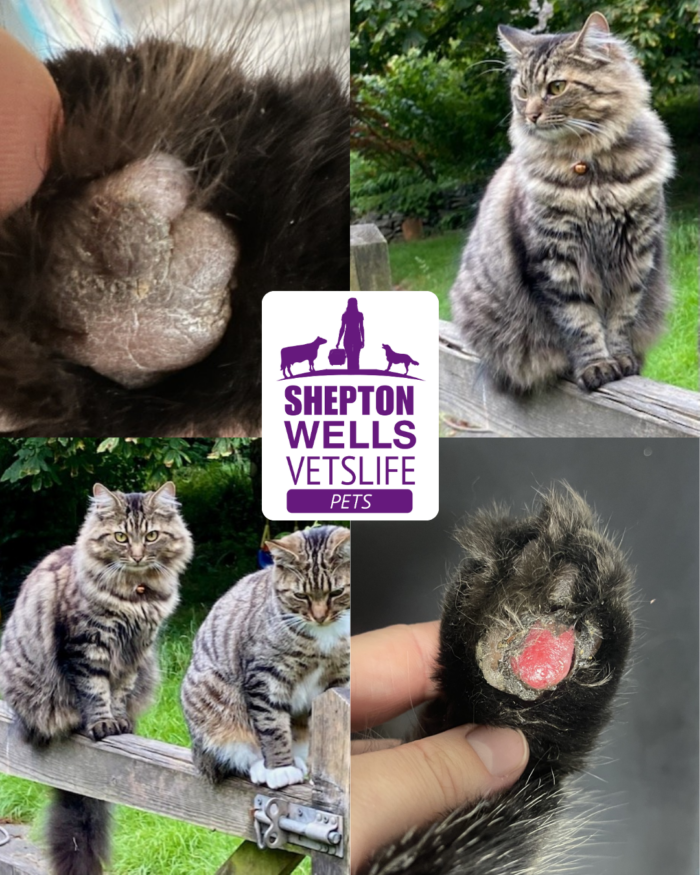 Back on Her Paws: Teasel’s Story