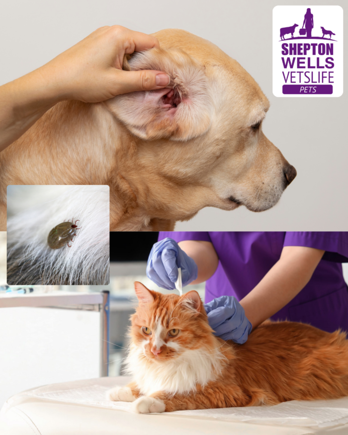 Common Summer Pet Parasites: How to Spot Them Before They Become a Problem