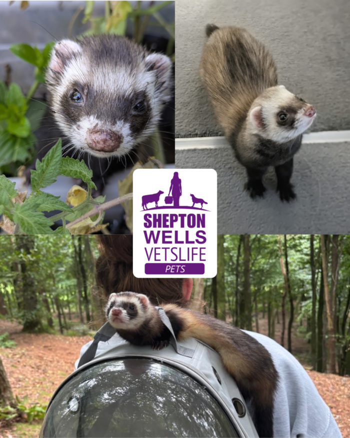 Hairballs Hospitalise Slinky The Ferret