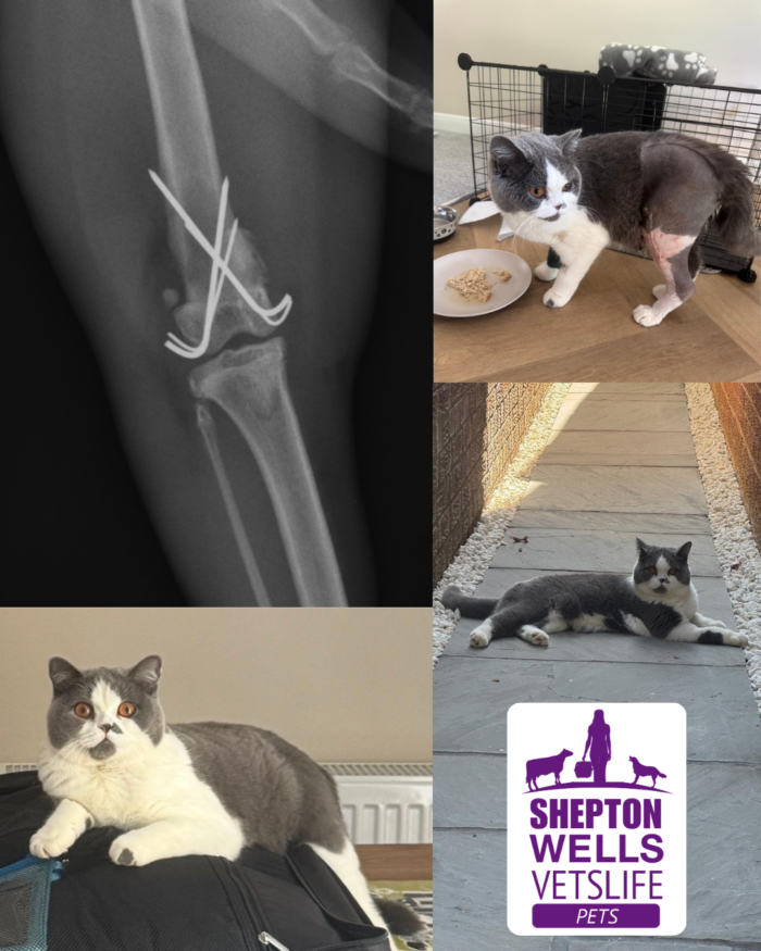 Dotty’s High-Flying Mishap Has a Happy Ending