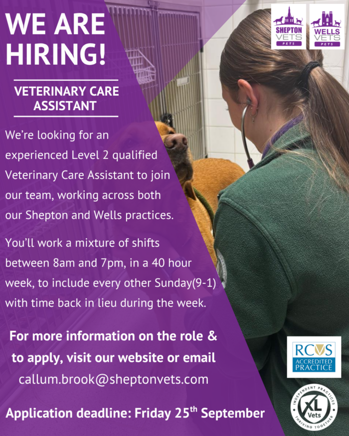 VCA Job Ad sept 26