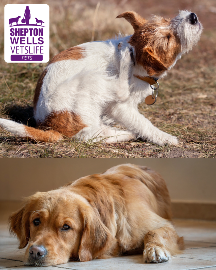 Getting to the Root of the Itch: Managing Canine Atopic Dermatitis