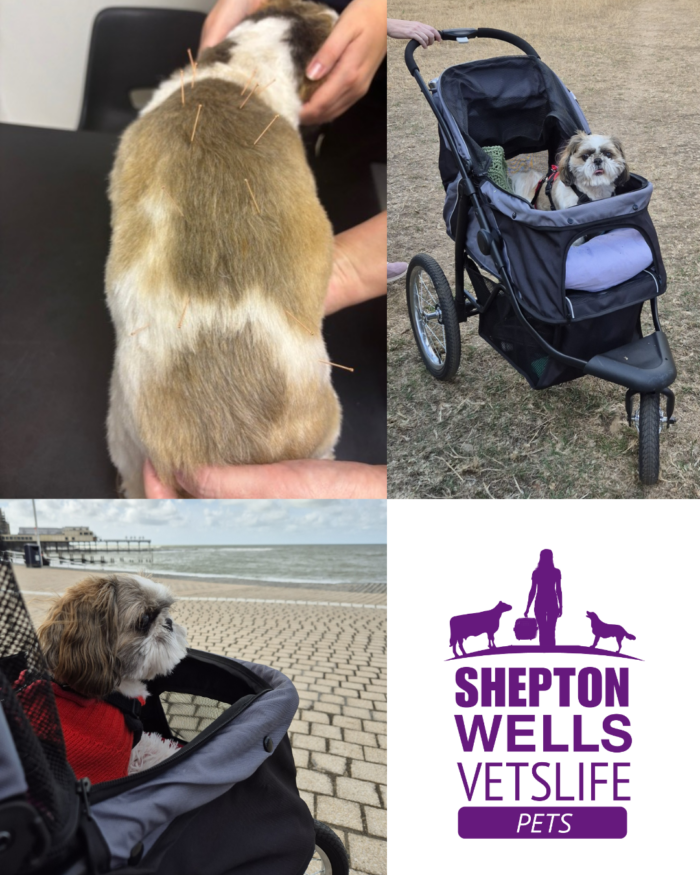 From Hunched to Happy: How Acupuncture Helped Hattie