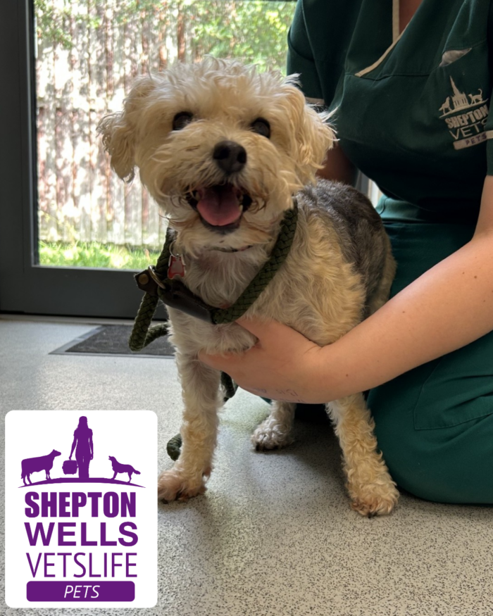 Megan’s Story: Recognising Cushing’s Disease in Dogs